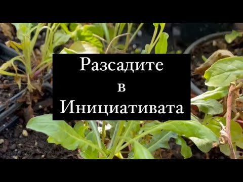 Видео: Разсадите в Инициативата Цветна поща (Цветно с Цвети)