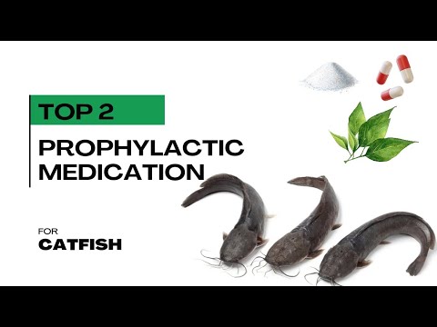 Видео: Два лучших профилактических средства для сомов, предотвращающих потери