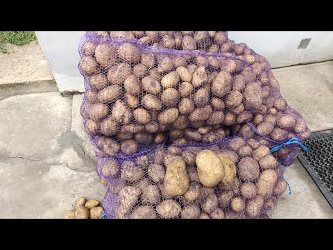 Видео: Купили  картоплю на зиму.Ціни ОПТОВІ Ринку Зеленого в Чернівцях.💰🥔🥔🥔