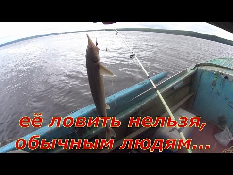 Видео: На рыбалку с дедом, поймал стерлядь.
