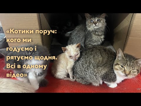 Видео: Всі котикі разом в одному відео #БезпритульніКоти