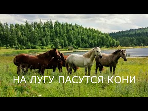 Видео: На лугу пасутся кони