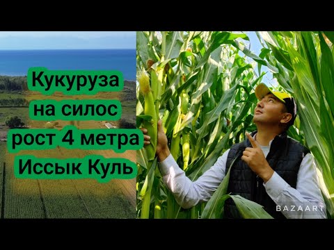 Видео: Кукуруза на Силос Рекорд 4 метра рост Иссык Кульская область. Жугору Силос.