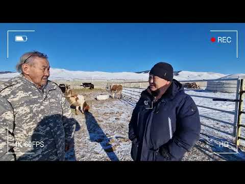 Видео: 💙Төв аймгийн Баянчандмань сум дахь  Batkhuu Nanzad  сүүний  ферм сүүний гарцаа нэмэгдүүлсэн бодит үр