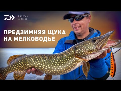 Видео: ПРЕДЗИМНЯЯ ЩУКА НА МЕЛКОВОДЬЕ x АЛЕКСЕЙ ШАНИН
