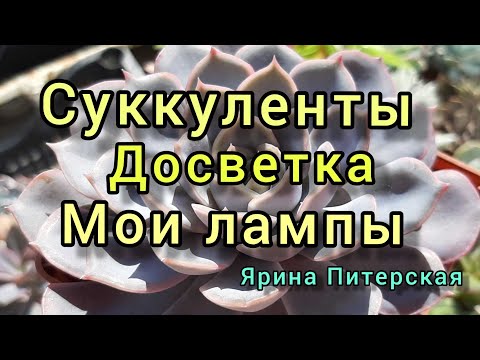Видео: Суккуленты.Досветка.Мои лампы для суккулентов. #досветка #лампыдлясуккулентов #полкадлясуккулентов