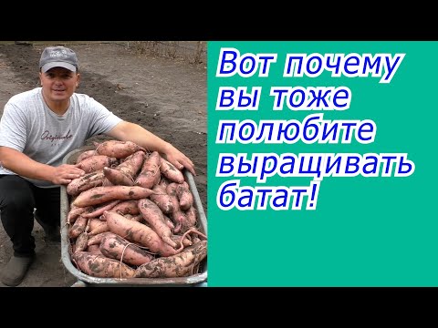 Видео: Батат это нам не картофель! Это намного проще и выгодней!