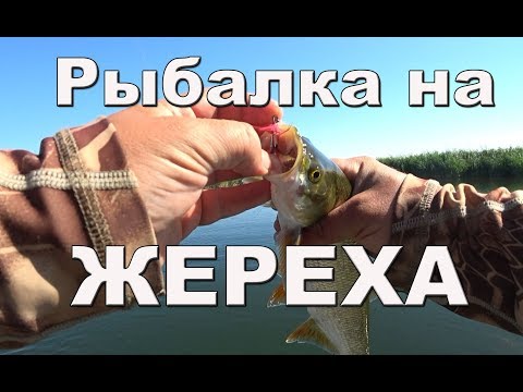 Видео: Карась на блесну! Море жереха и куча змееголова! Дельта реки Или