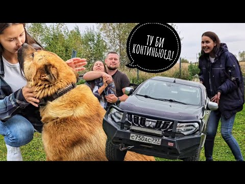 Видео: У Артёма угнали машину! Сестра брата Егора отомстила за страх и унижения! Пёс Кубик в шоке! 
