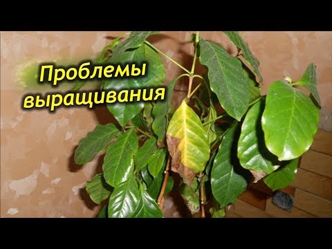 Видео: Почему чернеют, желтеют и сохнут листья у кофейного дерева?