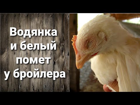 Видео: БЕЛЫЙ ПОМЕТ у БРОЙЛЕРОВ. Опять ВОДЯНКА (АСЦИТ)!