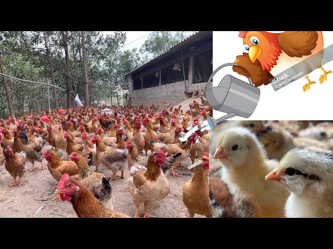 Видео: Птицеферма - Как дезодорировать коровники - нужно знать птицеводам