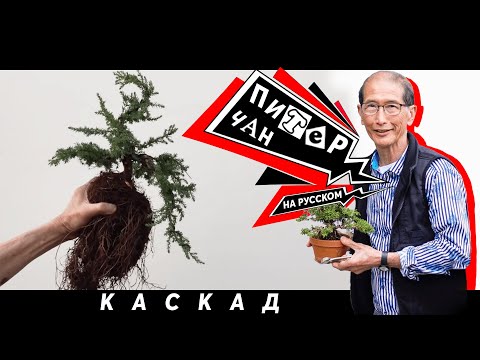 Видео: Как сделать Можжевельник Бонсай в Каскадном стиле всего за 15 минут!
