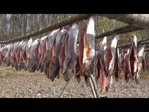 Видео: Холодное копчение рыбы (ленок,хариус) в походных условиях