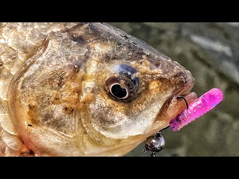 Видео: Навіть КАРАСЬ Клює На Цю ПРИМАНКУ!