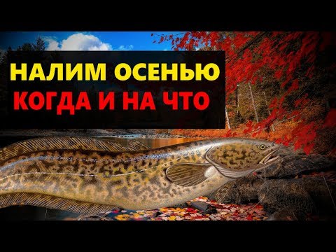 Видео: РЫБАЛКА НА НАЛИМА ОСЕНЬЮ. ГДЕ ИСКАТЬ НА ЧТО ЛОВИТЬ