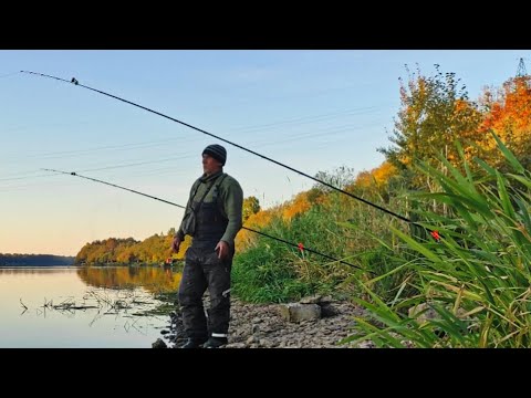 Видео: Хитрые Волховские лещи . Фидерная ловля осенью на реке. 