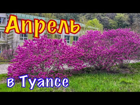 Видео: Весна в Туапсе. Море. Калараша. 03.04.2025.