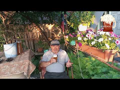 Видео: Авторский рецепт пива с можжевельником и кукурузой !