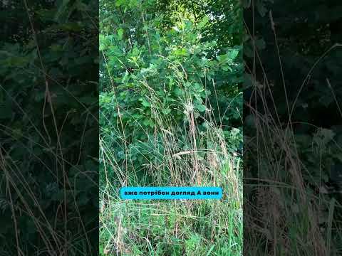 Видео: Материнське серце все чує