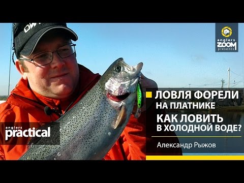 Видео: Ловля форели на платнике. Как ловить в холодной воде? Александр Рыжов. Anglers Practical