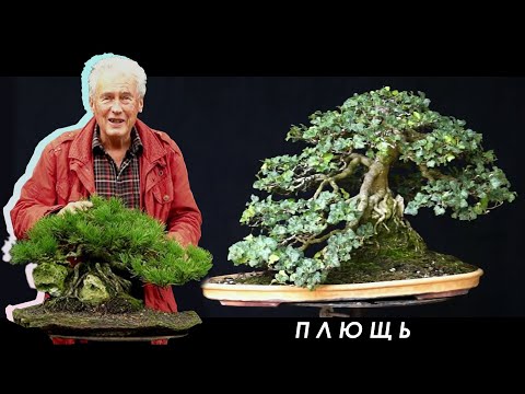 Видео: МЕЖДУНАРОДНАЯ БОНСАЙ АКАДЕМИЯ с Уолтером Полом 2013 - Часть 5 / плющ "OKS"