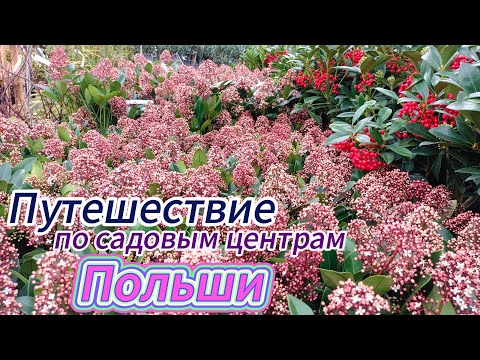 Видео: Польские садовые центры и цены на растения! Сравните, а по чем у вас?