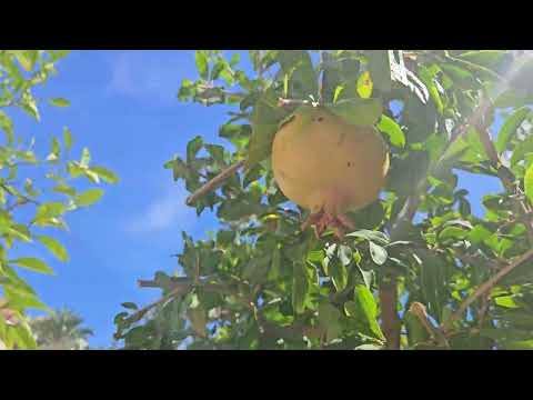 Видео:  Отпуск. Прогулка по Аликанте. 
