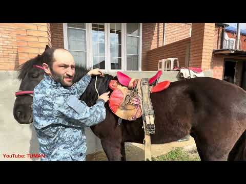 Видео: Как Одевать Седло и Уздечку На Лошадь , Жеребца Лахиба .