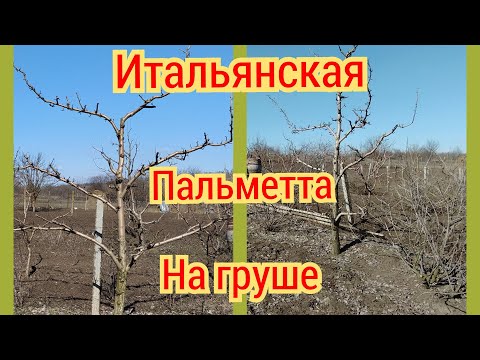 Видео: Интенсивная формировка. Итальянская пальметта для груши и яблони.