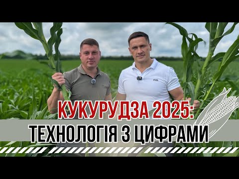 Видео: Кукурудза: технологія вирощування,собівартість 1/га-все в деталях