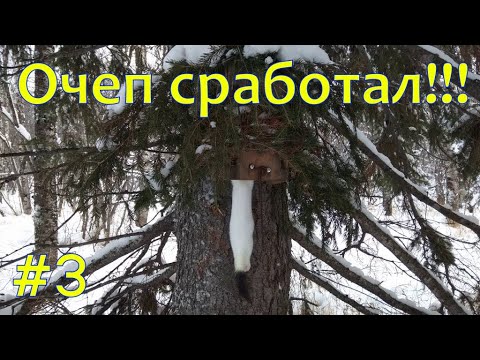 Видео: ОХОТА НА СОБОЛЯ. Серия № 3. Проверка путика / SABLE HUNTING. Series No. 3. Checking traps