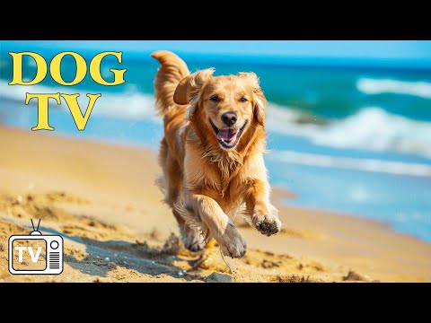 Видео: DOG TV: Видео против тревоги и скуки с музыкой для собак 🐕 Совершенно новые приключения для собак