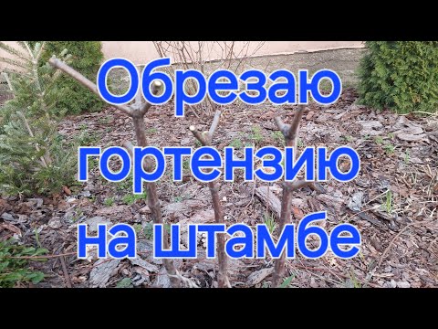 Видео: Обрезаю мультиштамбы гортензий