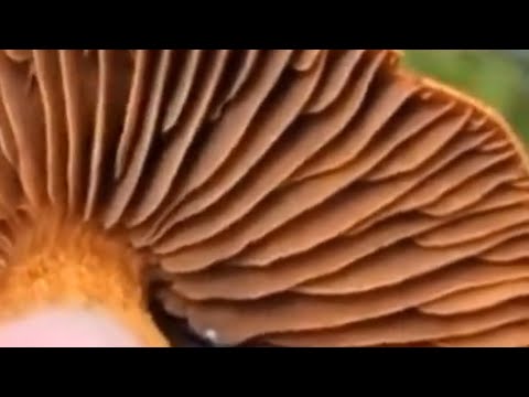 Видео: Ну что, любители половых органов? 😂А вы это знали? Смотреть до конца.