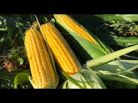 Видео: Как вырастить Сладкую кукурузу, чтобы торговать ей в сентябре