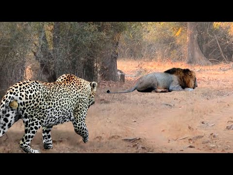 Видео: Глупый Леопард Встретил Льва! Вот Что Было Дальше....