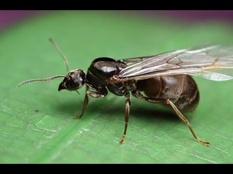 Видео: Мушка BlackAnt (черный муравей)