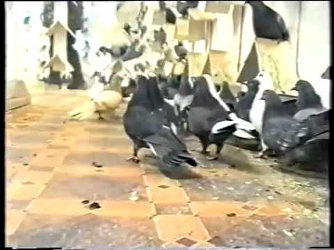 Видео: Николаевские Голуби  расы Агурбаш часть 1(фильм)