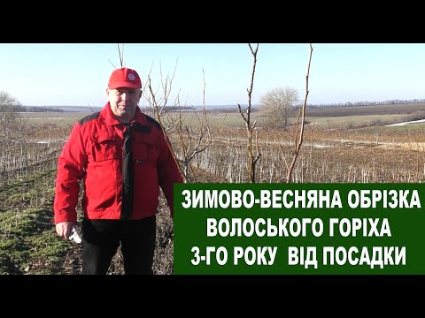 Видео: №118 Зимова обрізка волоського горіха третій рік від посадки