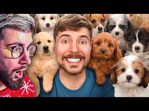 Видео: MrBeast ► Я Спас 100 Брошенных Собак! | РЕАКЦИЯ на Мистера Биста