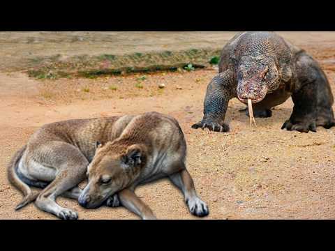 Видео: Король рептилий: варан против всего живого!