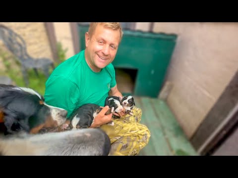 Видео: Олег Зубков СЧАСТЛИВ! Посмотрите каких милых малышей родили НАШИ СОБАКИ)))