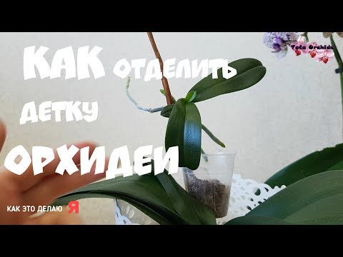 Видео: как ОТДЕЛИТЬ детку ОРХИДЕИ от ЦВЕТОНОСА |орхидея orchid orchid ОТДЕЛЕНИЕ ДЕТКИ ОТ ОРХИДЕИ ФАЛЕНОПСИС