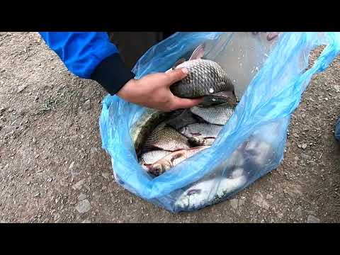 Видео: Рыбалка в Караганде 2019! Танатбай!
