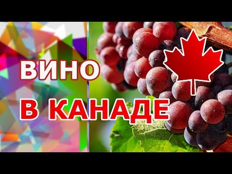 Видео: Виноделие в Канаде. Вино Онтарио. Тур на виноградники и винодельни производства Ниагарского региона