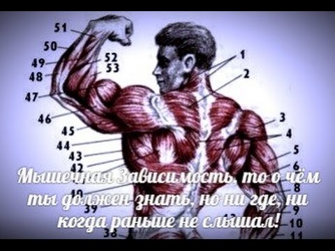 Видео: РЕЙТИНГ МЫШЕЧНЫХ ГРУПП их ЗАВИСИМОСТЬ друг от друга в ПЕРСПЕКТИВЕ РОСТА МАССЫ и СИЛЫ