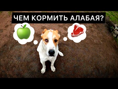 Видео: КАК и ЧЕМ КОРМИТЬ АЛАБАЯ | Рацион моих собак | Кормление алабая |