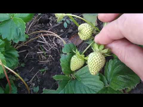 Видео: Ремонтантная клубника в сентябре.Что с ней надо сделать? Надо ли убрать цветоносы?