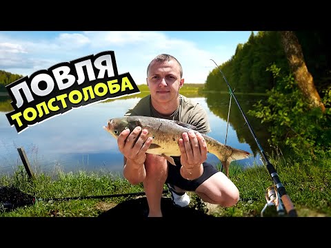 Видео: Рибалка на толстолоба! Ловля на технопланктон!